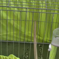 قناری نر مست مست بخونه بخون|پرنده|پردیس, فاز ۱۱|دیوار