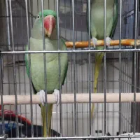 شاه طوطی،مولد کارداده