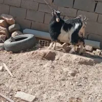 بز و بزغاله.بره.گوسفند