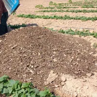حمل بار و فروش مصالح ساختمانی با نیسان کمپرسی|خدمات باغبانی و درختکاری|شیروان (خراسان), |دیوار