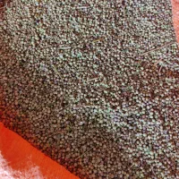 گشنیز بذر ی