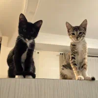 گربه اسکاتیش نر و ماده ۳ ماهه