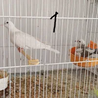 کبوتر خانگی زینتی مولد همراه جوجه