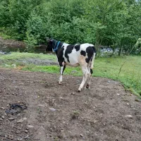 تلیسه هلشتاین نژاد شیری