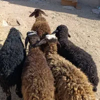 5راس بره شال و افشار 30 کیلویی