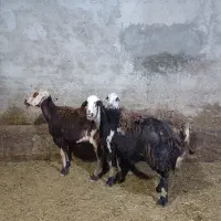 میش پلنگی آبستن عتیقه