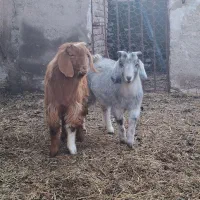 دوعدد بزغاله نر