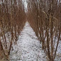 خواهان زمین برای کاشت نهال