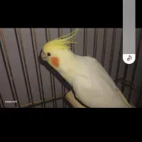 عروس هلندی نر دستی نیست ۶۰۰میدم