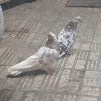 کفتر سرور|پرنده|تهران, سلسبیل شمالی|دیوار