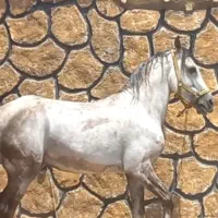 فروش اسب مادیان سواری دار