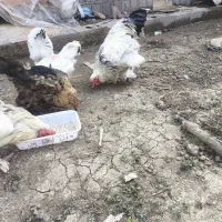 مرغ و خروس