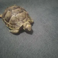 خودکار|حیوانات|زاهدان, |دیوار