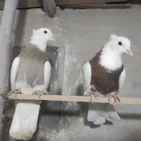 کبوتر|پرنده|دیواندره, |دیوار