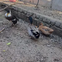فروش ۳ عدد  اردک محلی