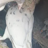 حسبی آلمانی