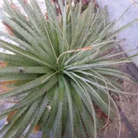 گل طبیعی