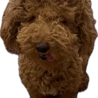 پودل اصل یکساله