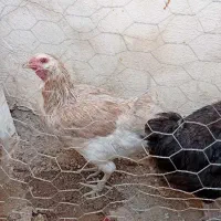 سه عدد مرغ تخم گذار