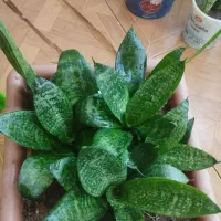 قیمت‌ها متفاوت|گل و گیاه طبیعی|جوانرود, |دیوار