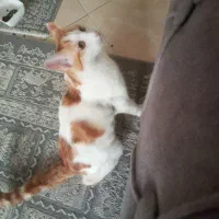 گربه