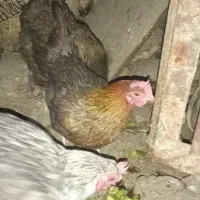 مرغ محلی چند رنگ|حیوانات مزرعه|قدس, شهرقدس|دیوار