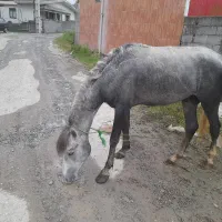 اسب جوان خوش رنگ قدبلند|اسب و تجهیزات اسبسواری|تنکابن, |دیوار