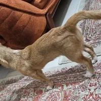 سگ بازیگوش نژاد شیبابا