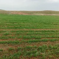 نیازمند یک نفر برای ابیاری گندم