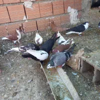 کبوتر رنگی|پرنده|گالیکش, |دیوار