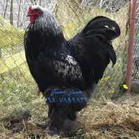 برهما وارداتی