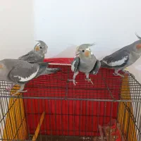 پرنده عروس هلندی