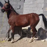 اسب|اسب و تجهیزات اسب‌سواری|مبارکه, |دیوار
