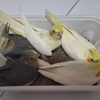 جوجه عروس هلندی