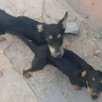 سگ دوبرمن پوست چرمی وارداتی|سگ|مشهد, رده|دیوار