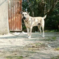 فروش فوری سرابی