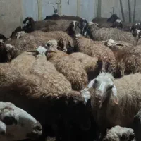 میش و بره جوان|حیوانات مزرعه|سنقر, |دیوار