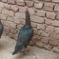 خروس،گلین،ومرغ،لاری