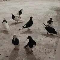 دسته کبوتر شهری طوقی