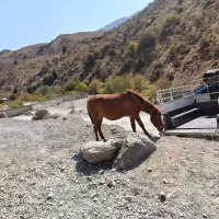 اسب ابستن درشور باکره دوساله