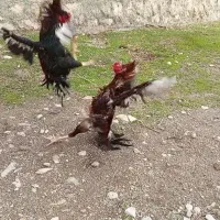 خروس لاری|حیوانات مزرعه|سرپل ذهاب, |دیوار