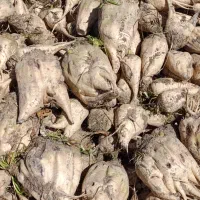 زمین کشاورزی برای گندم و چغندر اجاره میکنم
