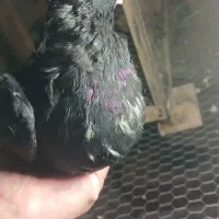 زاغ سوکس کبوتر  کویتی درجه یک مفلق