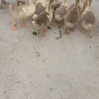 ۱۲ تا بچه غاز با یه آناش