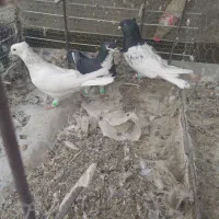 3تا ماده رنگی هوای ب شرط|پرنده|ملکآباد, |دیوار