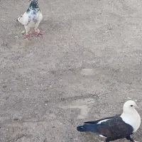 کفتر فوری|پرنده|بم, |دیوار