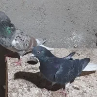 یک جفت دم سفید قیمت ۱ تومان