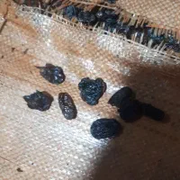 کشمش بیدانه و مویز|عمده‌فروشی|رشت, باهنر|دیوار