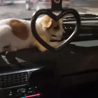 اشپیتزو پامریین|سگ|زنجان, |دیوار