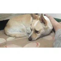 گم شده سگ|سگ|خوی, |دیوار